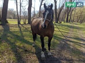 робочий кінь