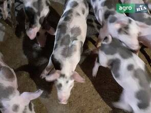  поросята м'ясної породи