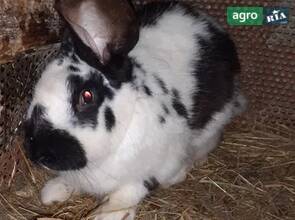 Кролики малі та великі Коломия