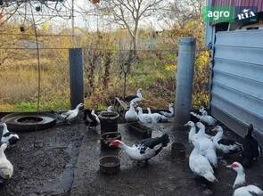  качка домашня