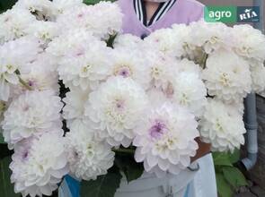  корни цветов Эвелин