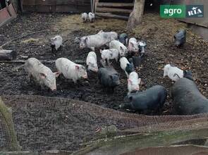свині в'єтнамські