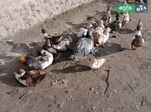 Качки шипуни великі та малі.