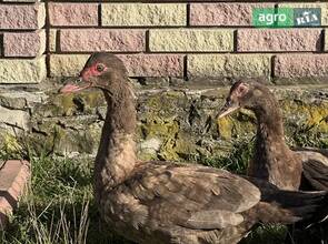 Качки індокачка