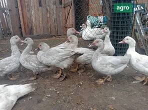  качка Мускусна