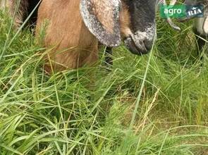 коза англо-нубійця