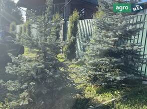 дві блакитні ялинки