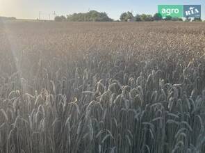 Пшениця хлібопекарська