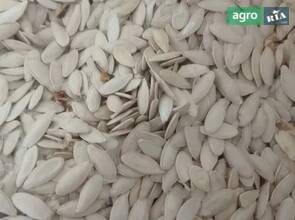 насіння гарбуза сорту Турка