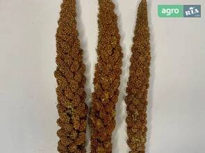  Колосок чумизы