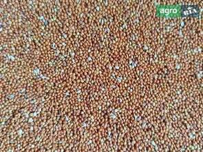  Семена чумизы