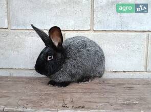 Кріль(самець) полтавське срібло