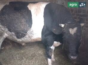 великий бик