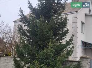 Ялинка 6 метрів жива.