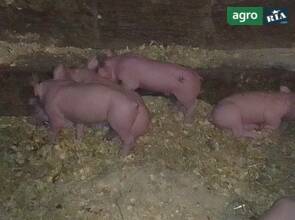 Поросята м'ясної породи
