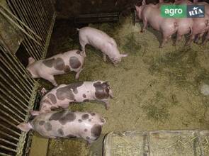  поросята петрен/макстер