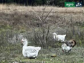 Гуси Холмогори на Розвіді