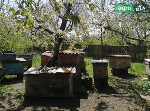 Пасіка ТЕРМІНОВО, вулик+бджолосімя+медові рамки