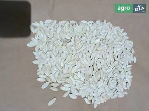 Гарбузове насіння "Дамські пальчики" 2025 року