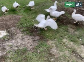 мускусні качури (шипуни), молодняк