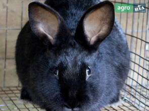 Розпродаж кроликів самок.