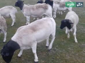  баран породи Дорпер