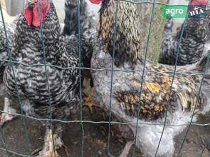 Молоді півники 7 місяців