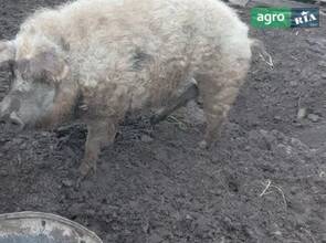 Кабан породи венгерська пухова мангалиця