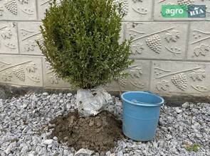 Самшит вічнозелений 60 см висота