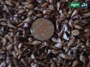 часник Любаша