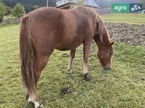 молода кобила