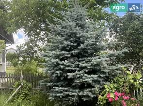 Ялинка срібна 6 м