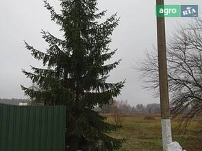 Ялинка на Новий рік