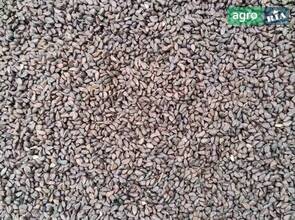 Насіння шипшини