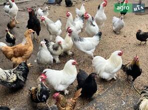 кури кохінхіни бімтамки