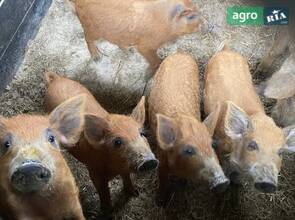  поросята венгерська монгольська