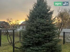 Красива ялинка