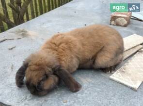 Кролик Французький баран. Самець