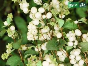 Снежноягодник белый