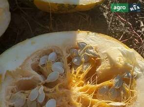 насіння гарбуза Українська багатоплідна