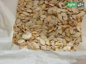 гарбузове насіння врожай 2025року