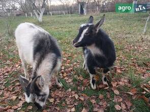 Молоді козочки 6-7 місяців
