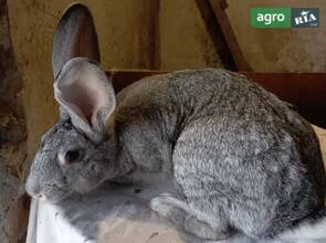  кріль шиншила