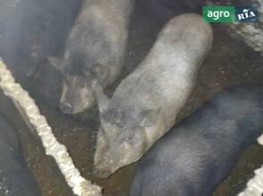 в'єтнамські свині