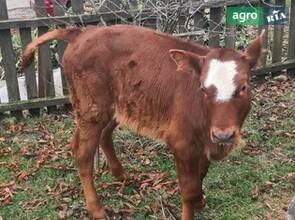 Теличка. Червона степова.