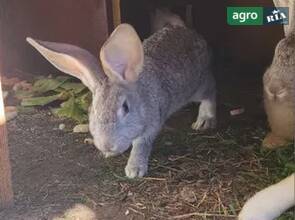  Кроли от 2 кг.