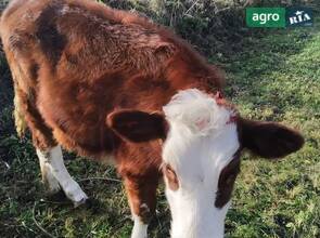 Молоду Тиличку