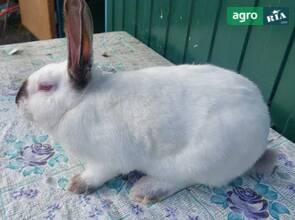 Кріль молодняк