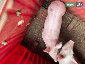 Порося велика біла+ петрен