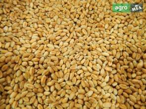 Пшениця врожай 2025